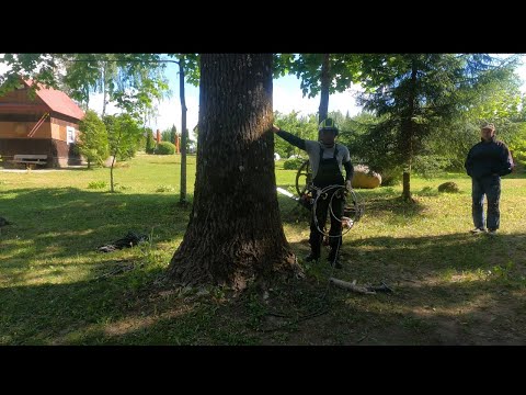 Видео: Арбористика‼️Удаление гигантских осин🌳(часть первая) Arboristry‼️Removal of giant trees🌳(part one)
