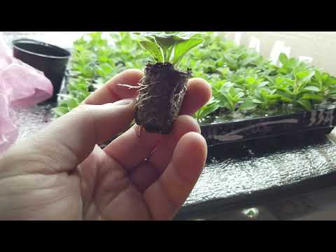 Видео: Красивая Рассада ПЕТУНИИ. Что конкретно делать после покупки. Более 10 лет опыта для Вас.