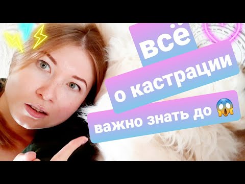 Видео: Кастрация котов/кошек, что нужно знать до? Плюсы/минусы. Жизнь с мейн-кунами.