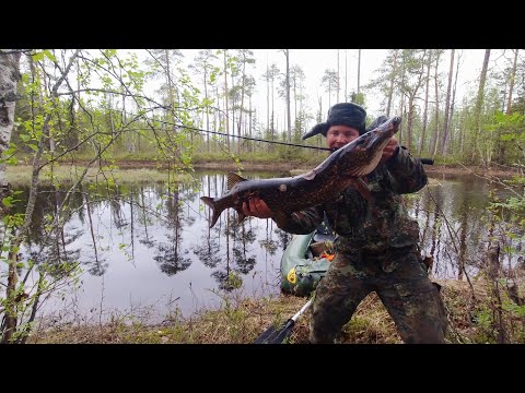 Видео: ОБАЛДЕЛ ОТ ТАКОЙ ПОКЛЁВКИ. ВОТ ЭТО УДАР! ОГРОМНАЯ ЩУКА БЫЛА ПОЙМАНА В ТАЙГЕ. РЫБАЛКА НА ДИКОМ РУЧЬЕ.