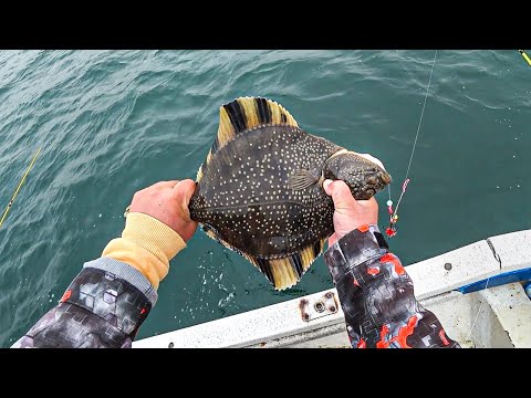 Видео: Огромная камбала в улове! Удачная рыбалка на море 🐟