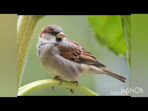Видео: Розвиток мовлення"Птахи поруч з нами"
