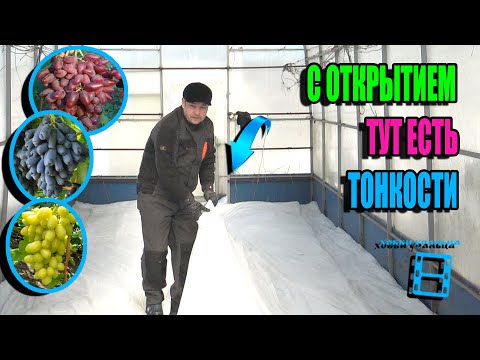 Видео: КАК И КОГДА ОТКРЫВАТЬ ВИНОГРАД (УБИРАТЬ ЗИМНЕЕ УКРЫТИЕ НА ВИНОГРАДНИКЕ)? СЕВЕРНЫЙ ВИНОГРАДНИК 25-11