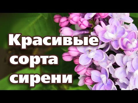 Видео: ЛУЧШИЕ СОРТА СИРЕНИ СЕЗОНА 2020  Обзор топ 10 самых красивых