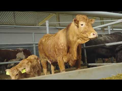 Видео: Гродненское Племпредприятие - презентация