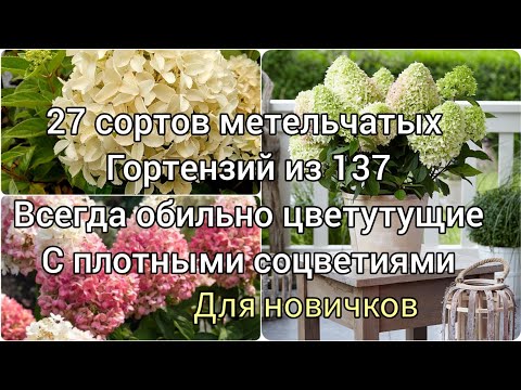 Видео: 🌺Сорта гортензий с пышным и обильным цветением на крепких побегах,список для новичков.