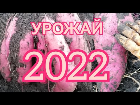 Видео: Батат. Сбор урожая в конце октября 2022 #дача#огород#батат