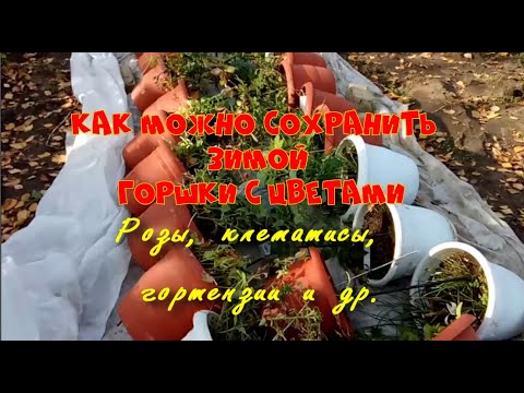 Видео: Как сохранить зимой розы, клематисы и гортензии в горшках