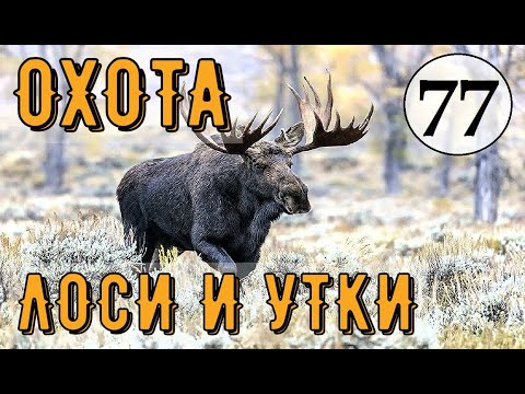 Видео: TheHunter Call of the Wild - ОХОТА НА ЛОСЕЙ И УТОК  # 77