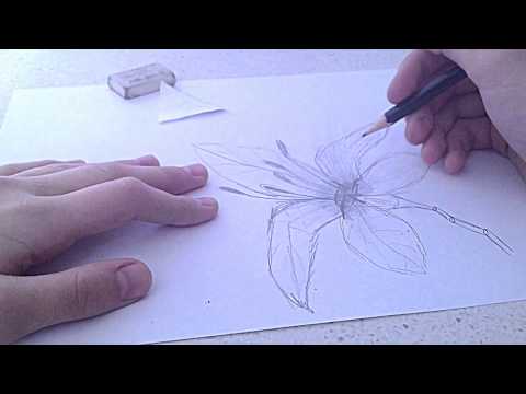 Видео: как нарисовать лилию