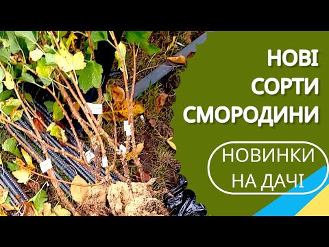 Видео: НОВІ СОРТИ СМОРОДИНИ. https://youtu.be/VTTCBuzmBQE