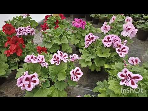 Видео: Обзор теплицы с цветами 1 апреля 2023 г.