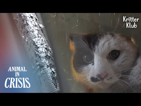 Видео: Кошка Достигает Тупика Пытаясь Сбежать И Застрял В Потолке L Животное В Кризис Ep 329