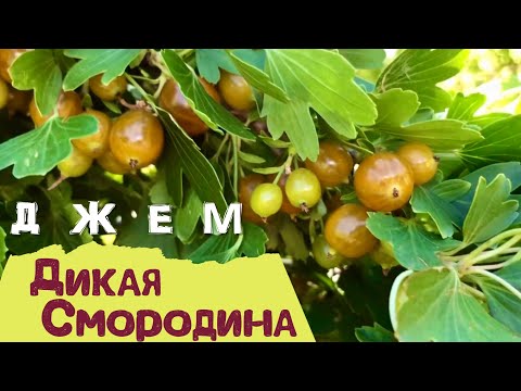 Видео: Дикая смородина Сбор Заморозка и Джем
