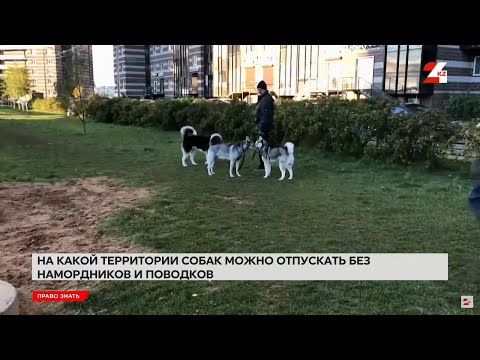Видео: Можно ли выгуливать собак во дворе многоквартирного дома? | Право знать