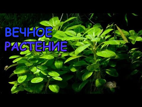 Видео: ЛОБЕЛИЯ КАРДИНАЛИС МИНИ. Lobelia cardinalis «Small Form». СЕКРЕТЫ СОДЕРЖАНИЯ В АКВАРИУМЕ