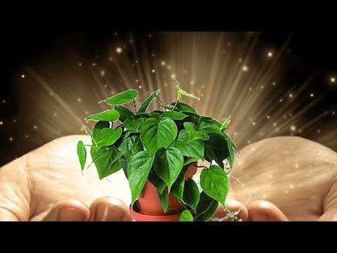 Видео: Волшебное удобрение для растений! Настой из крапивы – лучшая подкормка!