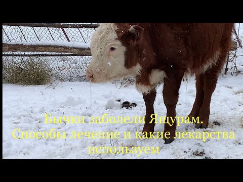 Видео: Откорм бычков. Болезнь Ящур. Рассказываю как лечу бычков и какие лекарства применяю