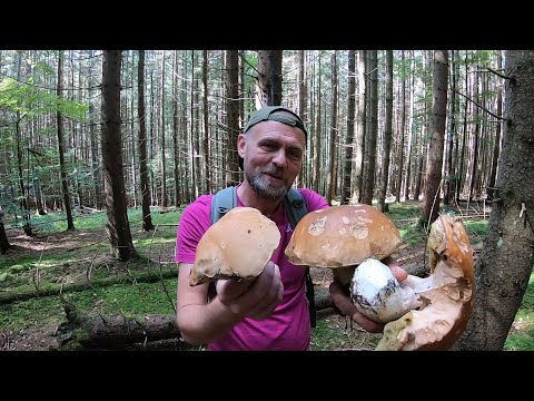 Видео: ОГО!..Більше 100 БІЛИХ ГРИБІВ!..Повні КОШИКИ-Грибні місця Карпат!