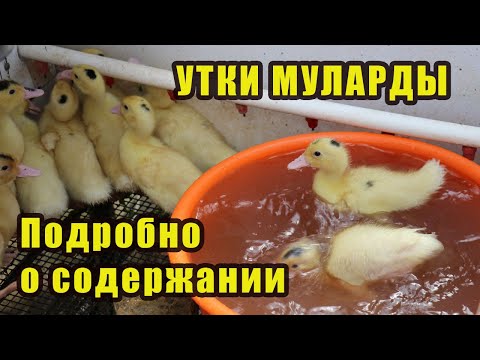 Видео: Утки - Муларды. Содержание. Весь цикл жизни.