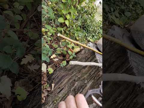 Видео: Секатор Chikamasa обводной и молоткового типа ( Due Buoi,Falket)