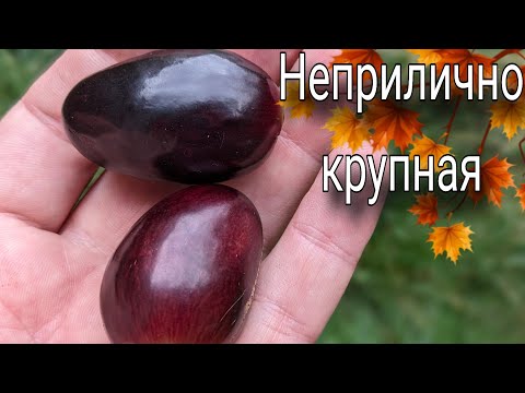Видео: Результат всех удивил! А так можно?? Альтернативный метод ,, ухода,, за виноградом 👍🍇🤔