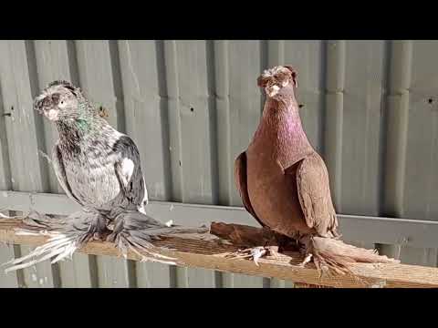 Видео: Узбекские голуби Pigeons الحمام Tauben  merpati کبوتر 鴿子 ハトkaʙūtar 30/12/23