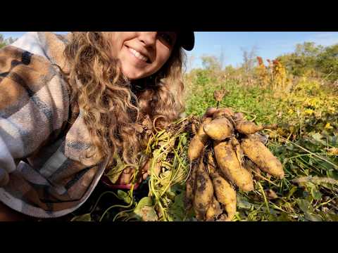 Видео: Огромный урожай батата