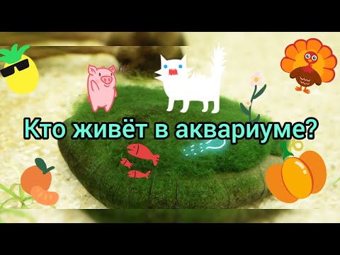 Видео: Кто живет в аквариуме Jebo R338