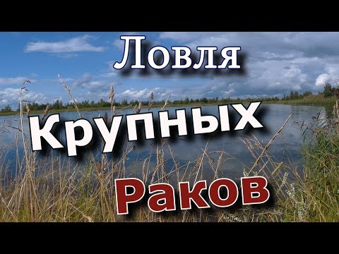 Видео: Ловля Крупных РАКОВ !!! Как наловить крупных раков!!!