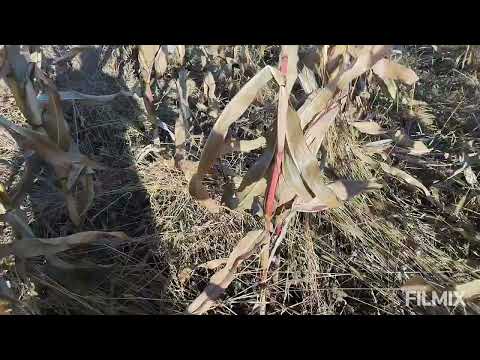 Видео: Підготовка площі під часник і цибулю 