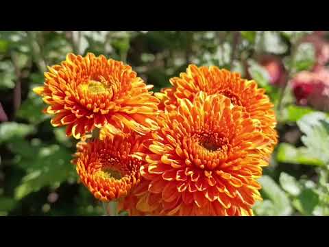 Видео: Минск : бал хризантем в Ботаническом.
