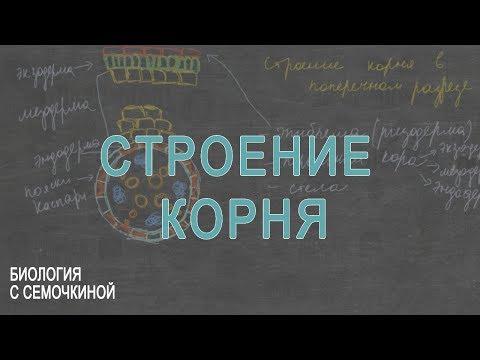 Видео: Строение корня