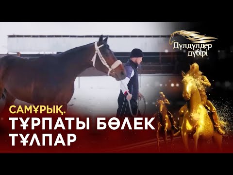 Видео: Самұрық. Тұрпаты бөлек тұлпар. Бәйге. «Дүлдүлдер дүбірі»