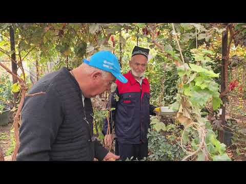 Видео: +992988305999  ватсап. Ниҳолҳои ситрусӣ КУМКВАТ . Ниҳолаш 80 сомонӣ. 