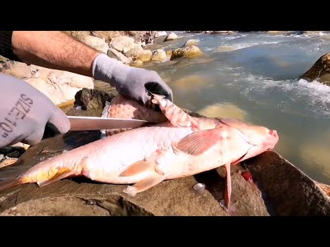 Видео: Sazan balığınnan super kebab.Шашлык из карпа.