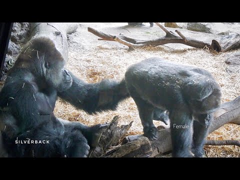 Видео: Серебряный спинной горилла останавливает ссору между самками | Группа Хаоко
