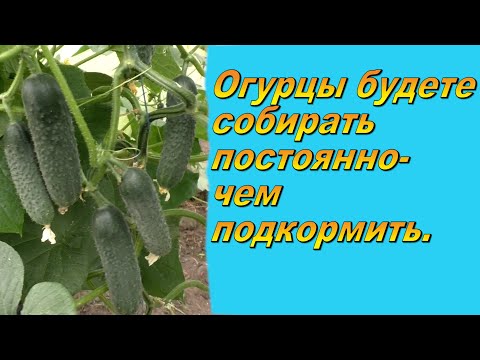 Видео: Кормим так огурцы раз в неделю и каждый день собираем обильный урожай!