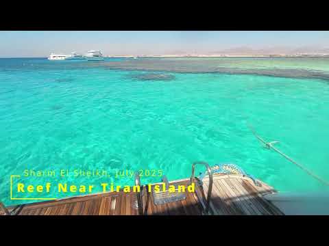 Видео: Риф острова Тиран / Tiran Island' Reef