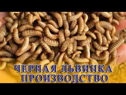 Видео: ЧЕРНАЯ ЛЬВИНКА ПРОИЗВОДСТВО