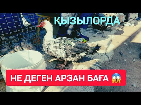 Видео: ҚЫЗЫЛОРДА АҚ ТӨРЕ БАЗАР, ЖАНУАРЛАР БАҒАЛАРЫ.