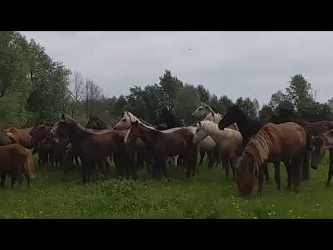 Видео: ПЕРЕГОН ЛОШАДЕЙ НА ОСТРОВА! ВЕЛИКОЛЕПНОЕ ЗРЕЛИЩЕ!!!🐎🐎🐎🐎🐎