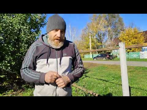 Видео: Жимолость. Обрезка на пенек польза применения сидератов.