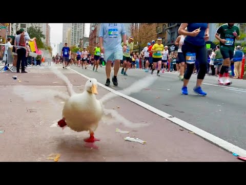 Видео: Утка по кличке Вринкл бежит марафон в Нью-Йорке и выигрывает медаль 🏅🦆✨