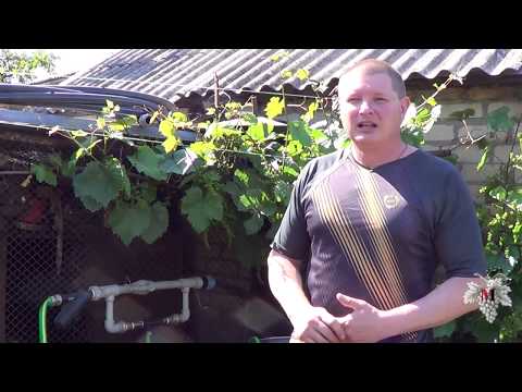 Видео: ПОДКОРМКА Винограда / Работы ПЕРЕД ЦВЕТЕНИМ