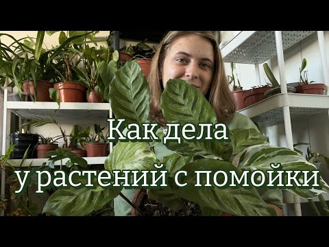 Видео: 100+ растений с помойки | Часть 2