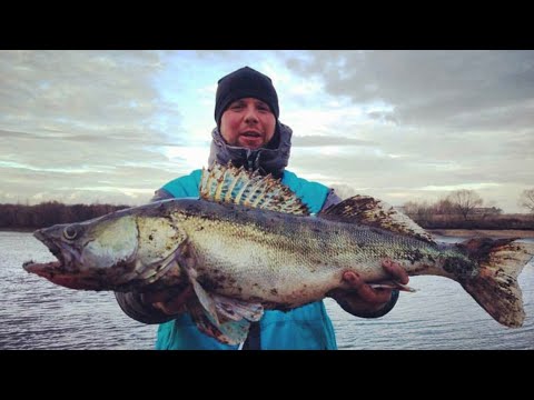 Видео: Рыбалка на Москва реке. Место где клюют трофеи!!!