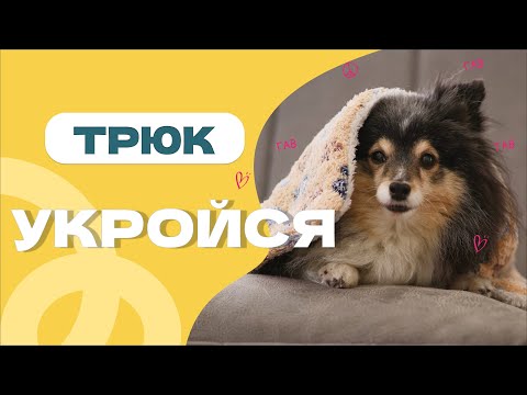 Видео: ПРОСТОЙ ТРЮК: УКРОЙСЯ -  собака укрывается, собака накрывается одеялом