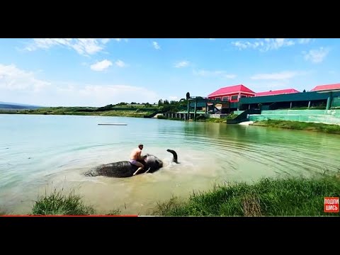 Видео: Такого вы НЕ ВИДЕЛИ! Купание ВЕРХОМ на СЛОНЕ!