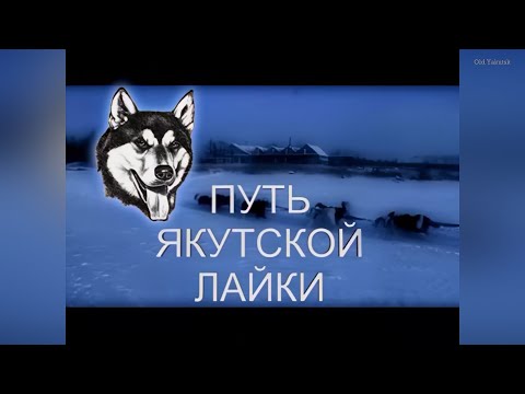 Видео: Искатели Якутии: Путь якутской лайки